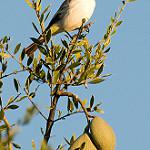 Черноголовая монашка / Neoxolmis coronatus