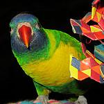 Синеллицый дорикет / Trichoglossus capistratus