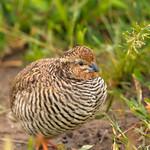 Rock Bush Quail / Perdicula argoondah