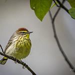 Palm Warbler / Setophaga palmarum