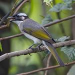 Light-vented Bulbul / Pycnonotus sinensis