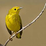 American Yellow Warbler / Setophaga aestiva