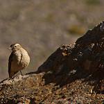 Rufous-banded Miner / Geositta rufipennis