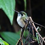 Зеленогорлый солнечник / Lampornis viridipallens