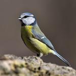 Обыкновенная лазоревка / Cyanistes caeruleus