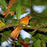Скрытный древесник / Cichlocolaptes mazarbarnetti