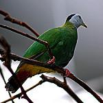 Белоголовый фруктовый голубь / Ptilinopus eugeniae