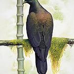 Бонинский вяхирь / Columba versicolor