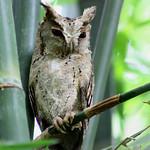 Индийская совка / Otus bakkamoena