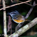 Rondonia Warbling Antbird / Hypocnemis ochrogyna