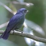 Myiomela sumatrana