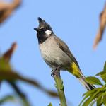 Himalayan Bulbul / Pycnonotus leucogenys