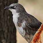 Northern Pied Babbler / Turdoides hypoleuca