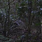 Albert's Lyrebird / Menura alberti