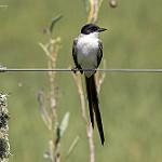 Fork-tailed Flycatcher / Tyrannus savana