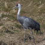 Hooded Crane / Grus monacha