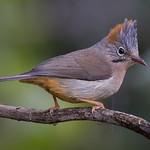 Рыжебрюхая юхина / Yuhina occipitalis