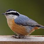 Канадский поползень / Sitta canadensis
