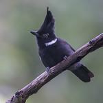 Crested Jayshrike / Platylophus galericulatus
