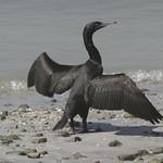 Персидский баклан / Phalacrocorax nigrogularis