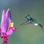 Колибри-знаменщик / Ocreatus underwoodii