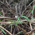 Pale-footed Bush Warbler / Hemitesia pallidipes