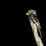 Белокрылый уратао / Nyctibius leucopterus