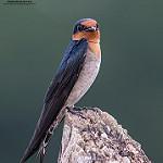 фото