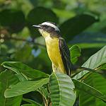Желтогорлый бентеви / Conopias parvus