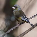 Oriental Greenfinch / Chloris sinica
