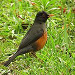 Каштановобрюхий дрозд / Turdus fulviventris