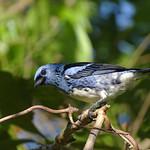 White-bellied Tanager / Tangara brasiliensis