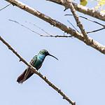 Veraguan Mango / Anthracothorax veraguensis