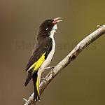 Painted Honeyeater / Grantiella picta