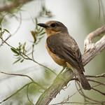 Молуккский свистун / Pachycephala griseonota