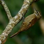 Xenops genibarbis