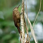 Светлогорлый древолаз / Xiphorhynchus guttatus