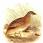 Chestnut-backed Buttonquail / Turnix castanotus