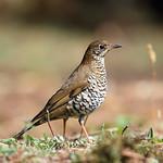 Alpine Thrush / Zoothera mollissima