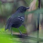 White-lined Antbird / Myrmoborus lophotes