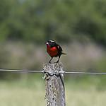 Pampas Meadowlark / Leistes defilippii