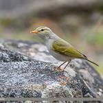 Зеленокрылая пеночка / Phylloscopus occipitalis