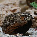 Перепел-арлекин / Coturnix delegorguei