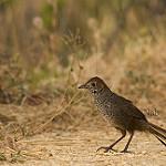 Rufous Bristlebird / Dasyornis broadbenti