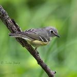 Очковый виреон / Vireo cassinii