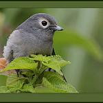 фото