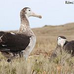 Amsterdam Albatross / Diomedea amsterdamensis