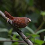 Sepia-brown Wren / Cinnycerthia olivascens