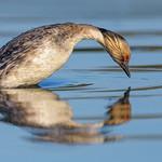Silvery Grebe / Podiceps occipitalis