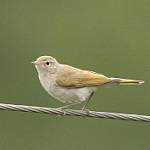 Белобрюхая пеночка / Phylloscopus orientalis